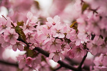 Close-up of pink cherry blossoms blooming in spring, capturing their delicate beauty. HD wallpaper