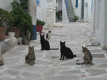 cats, animals, pets, street, meeting, funny HD wallpaper