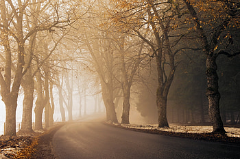 Alley, Nature, Autumn, Road, Turn, Fog, Asphalt, Morning, Haze HD wallpaper