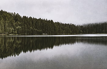 Discover tranquility with this serene lakeside forest landscape, capturing nature's reflections and misty atmosphere. HD wallpaper