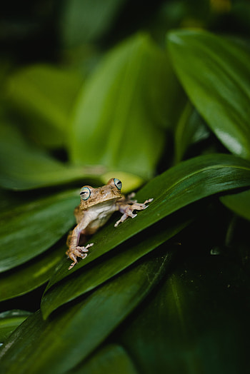 Animals, Leaves, Plant, Close-Up, Frog HD phone wallpaper