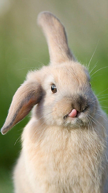 Hare species, Adorable bunnies, Popular , Bunny backgrounds HD phone wallpaper