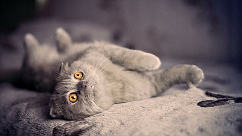 Scottish Fold, , Scottish charm, Irresistible cuteness HD wallpaper