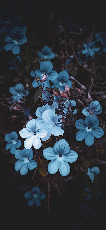 Presente azul, flowers, venay, Flores HD phone wallpaper