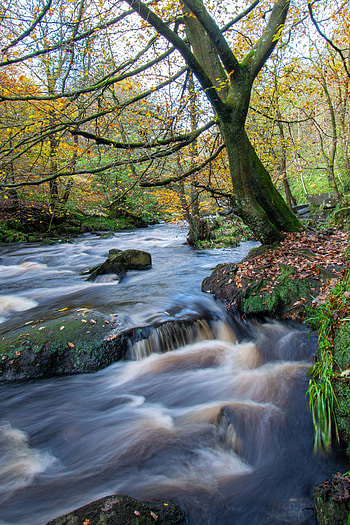 Nature, Rivers, Stones, Forest, Flow, Stream HD phone wallpaper