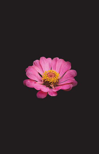 Flowers, Pink, Flower, Minimalism, Zinnia HD phone wallpaper