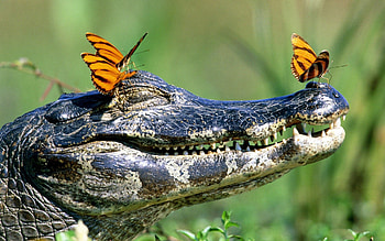 Animals, Butterflies, Muzzle, Teeth, Crocodile HD wallpaper