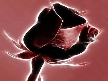 Rose fractal, rose, fractal HD wallpaper