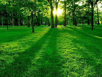 GreenPark, green, landscape, trees, leaf, nature, grass, sun HD wallpaper