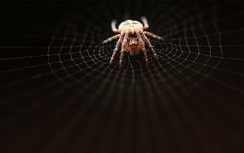 Web, Macro, Dark, Grid, Crawl, Spider, Weave HD wallpaper