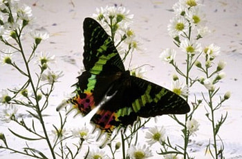 butterfly, beautiful HD wallpaper