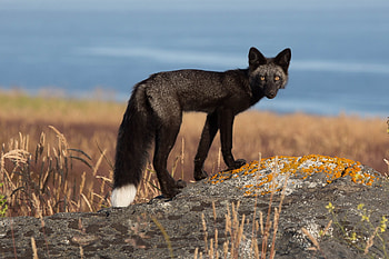 Animals, Grass, Stones, Fox, Dark, Moss HD wallpaper