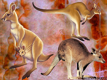 KANGAROOS, ANIMALS, CUTE, FOUR HD wallpaper