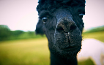 alpaca background, High quality, computer, Id127016 HD wallpaper