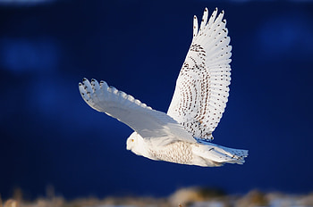 Animals, Owl, Bird, Predator, Flight HD wallpaper