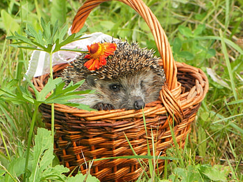 Animals, Hedgehogs HD wallpaper