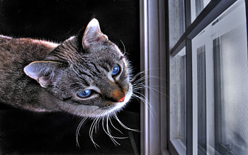 orbit in the window on a snowy day, day, window, snow, orbit HD wallpaper