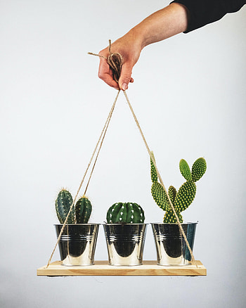 Cactuses, Hand, Miscellanea, Miscellaneous, Room, Indoor Plant, Houseplant HD phone wallpaper