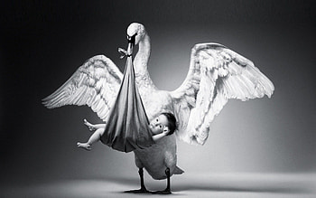 Miscellanea, Miscellaneous, Bw, Chb, Gift, Present, Child, Stork, Miracle HD wallpaper