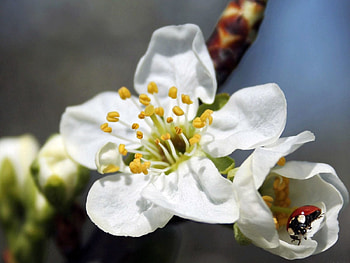 Flower, Plant, Macro, Bloom, Flowering, Ladybug, Ladybird HD wallpaper
