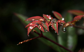 Leaves, Drops, Plant, Macro, Branch HD wallpaper