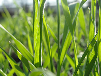 Grass, Plant, Macro, Form, Field HD wallpaper