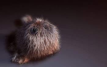 Miscellanea, Miscellaneous, Fluffy, Toy, Animal HD wallpaper