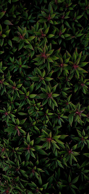 Nature, Leaves, Bush, Plant, Veins HD phone wallpaper