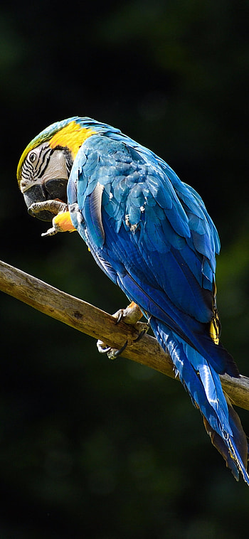 Blue macaw parrot , X background, High-quality , Stunning bird HD phone wallpaper