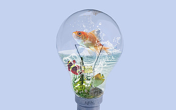 Fish-in-Bulb, cool, beautiful HD wallpaper