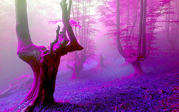 MISTY FOREST, mist, hop, landscape, nature, forest HD wallpaper
