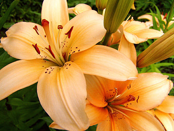 Flowers, Lilies, Petals, Close-Up, Buds, Stamens HD wallpaper