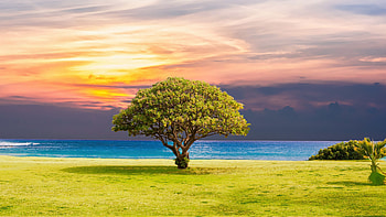 Acacia Tree, Magical beauty, Captivating , Nature's enchantment HD wallpaper