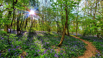 Bluebells at Everdon Stubbs, Northamptonshire U.K., sun, forest, blossoms, trees, spring, england HD wallpaper
