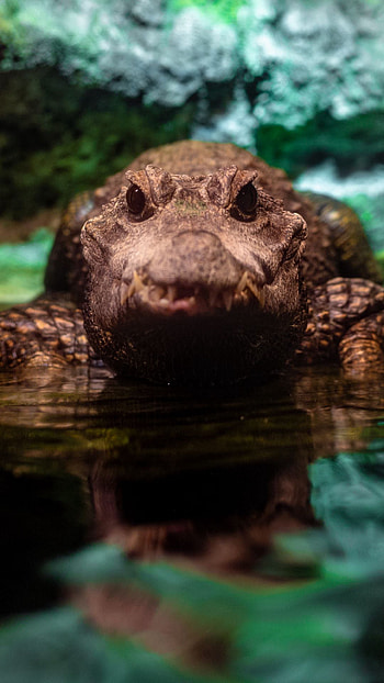 Crocodile , Wild animal, wire, Animal graphy HD phone wallpaper
