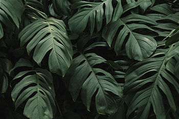 Leaf, big and green, flora HD wallpaper