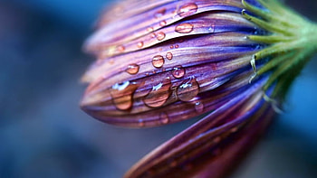 Flower Drops Dew Spray, flowers, drops, dew HD wallpaper