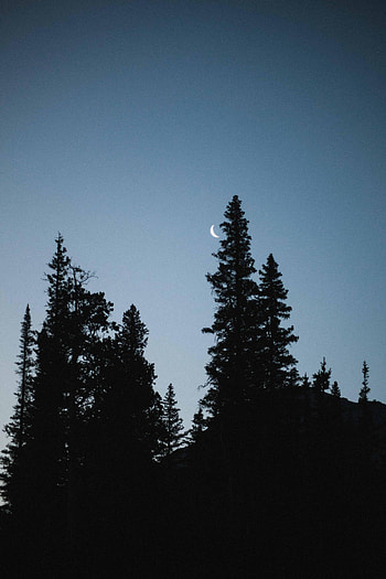 Nature, Trees, Moon, Fir, Spruce, Evening HD phone wallpaper