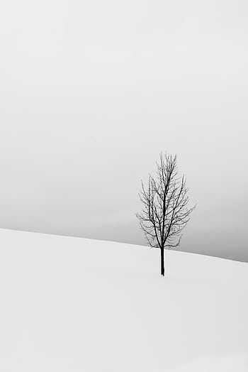A solitary tree stands in a snowy landscape, capturing winter's serene beauty. HD phone wallpaper