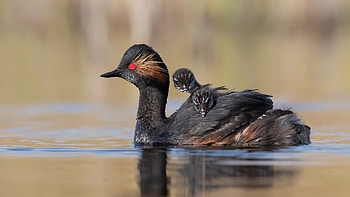 Black Necked Grebe, black, duck, bird, rata, chicks, water, pasari, grebe HD wallpaper