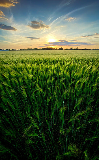 Nature, Grass, Sky, Field, Ears, Spikes, Scope, Spaciousness HD phone wallpaper