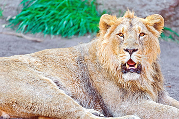 Animals, To Lie Down, Lie, Lion, Open Mouth HD wallpaper