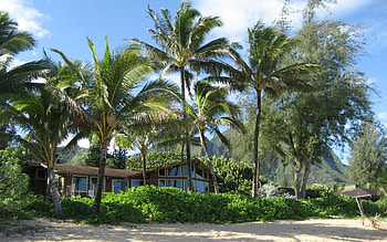 Nature, Beach, Sand, Palms, Shore, Bank, House, Thicket, Thickets HD wallpaper