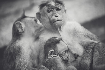 Animals, Monkeys, Young, Bw, Chb, Joey HD wallpaper