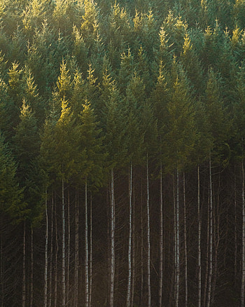 Nature, Trees, Forest, Spruce, Fir, Trunks HD phone wallpaper