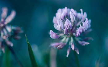 Flower, Plant, Macro, Petals HD wallpaper