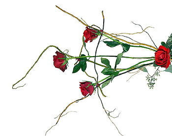 rose art, rose, art, red HD wallpaper