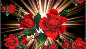 roze explode, exploie, rozen, bloemenpracht HD wallpaper