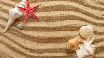 Starfish, Animals, Sea shells, Cool HD wallpaper