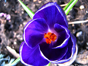 Plants, Flowers HD wallpaper